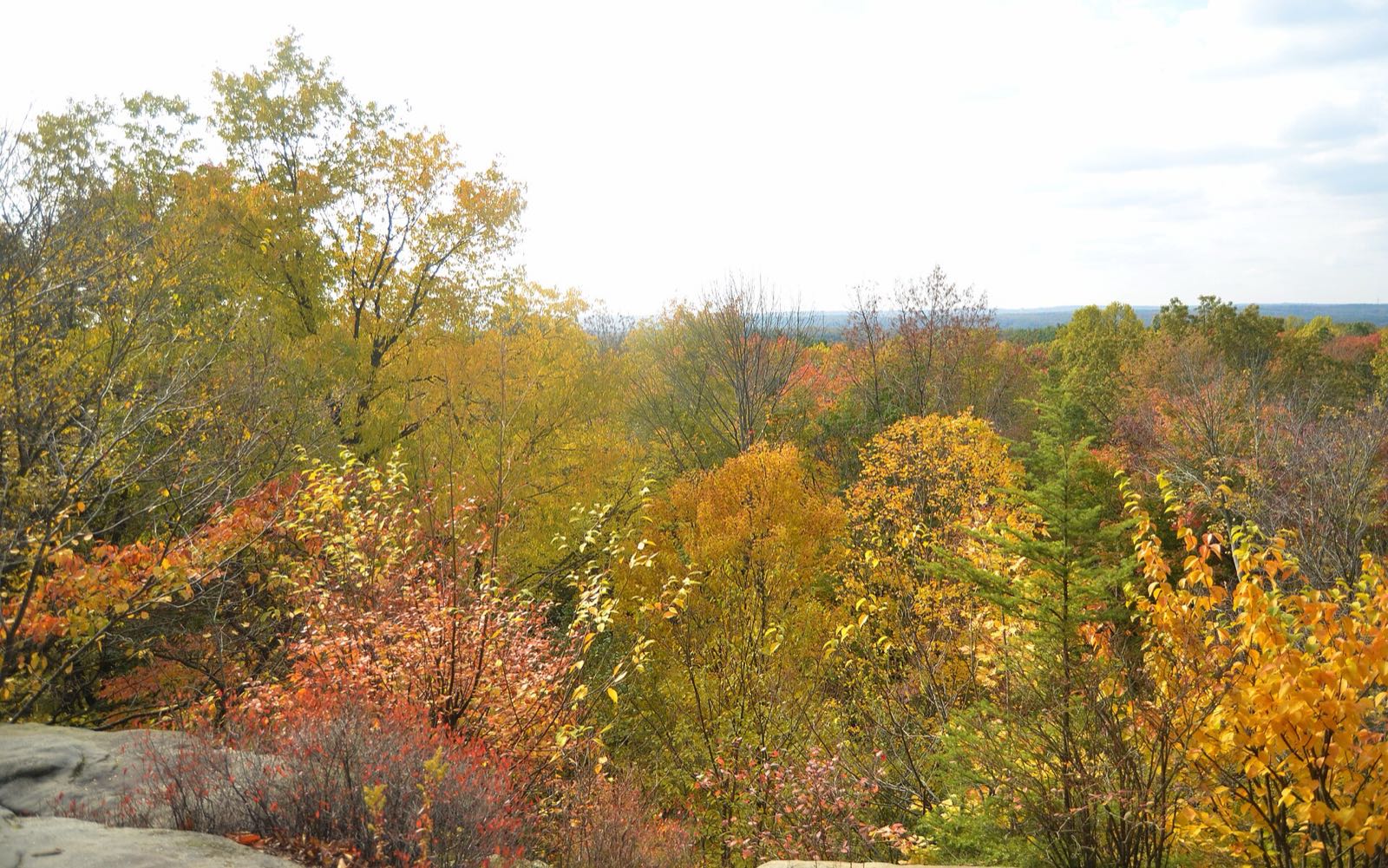 View from the Ledges Overlook over yellow, orange and red treetops to the far horizon, pale sky