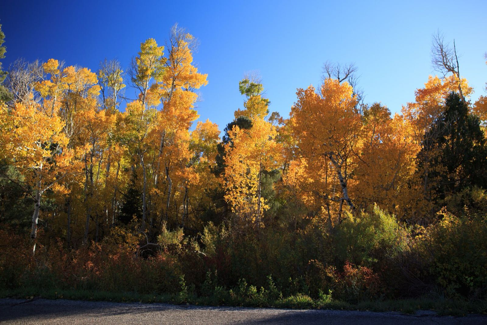 A stand of golden aspens under a deep blue sky near Lehman Caves