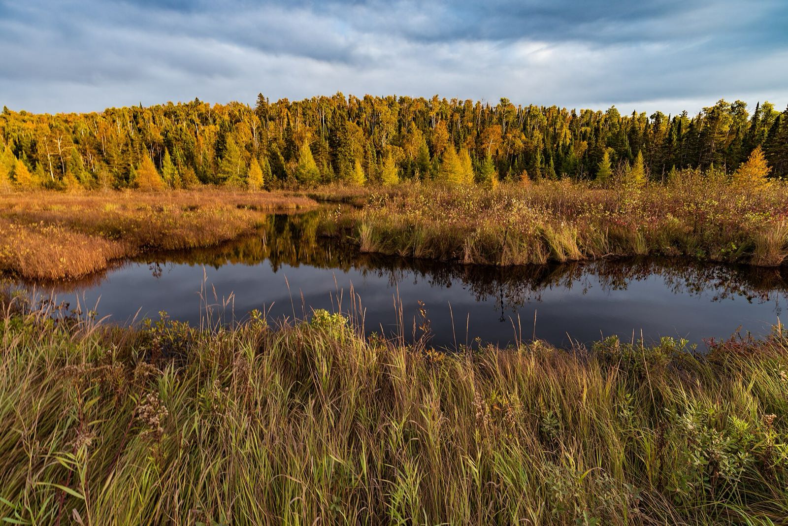 Blesner Creek: a dark pool in a golden grass marsh, with yellowing tamaracks and birches behind in evening light