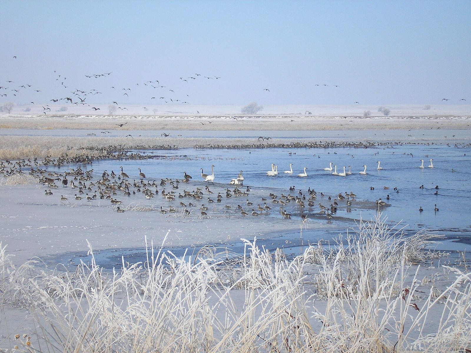 Hundreds of ducks and Canada geese and a line of trumpeter swans on open water, more flocks flying, frosted grass in front