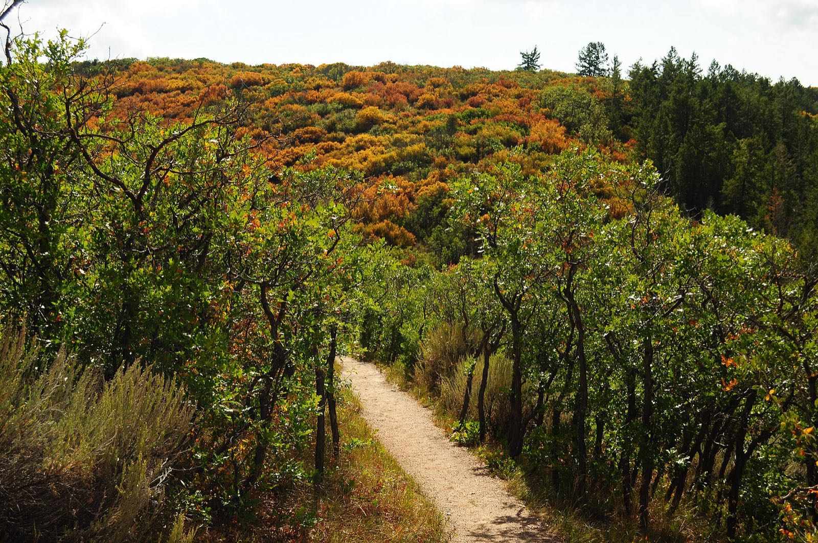 A hillside of Gambel oak turned orange and red along the Oak Flat Loop, green oaks and firs in front