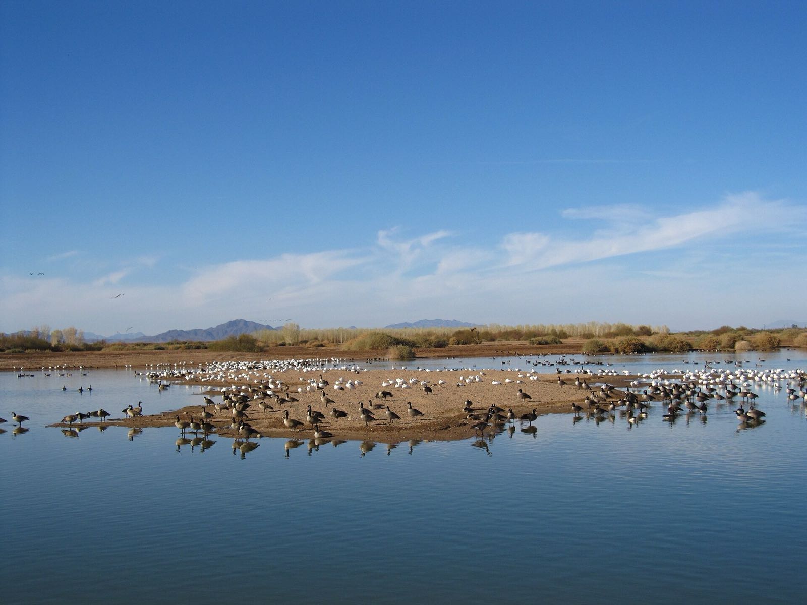 A large mixed flock of Canada geese and snow geese on a sandbar in a refuge pond, desert mountains and blue sky behind
