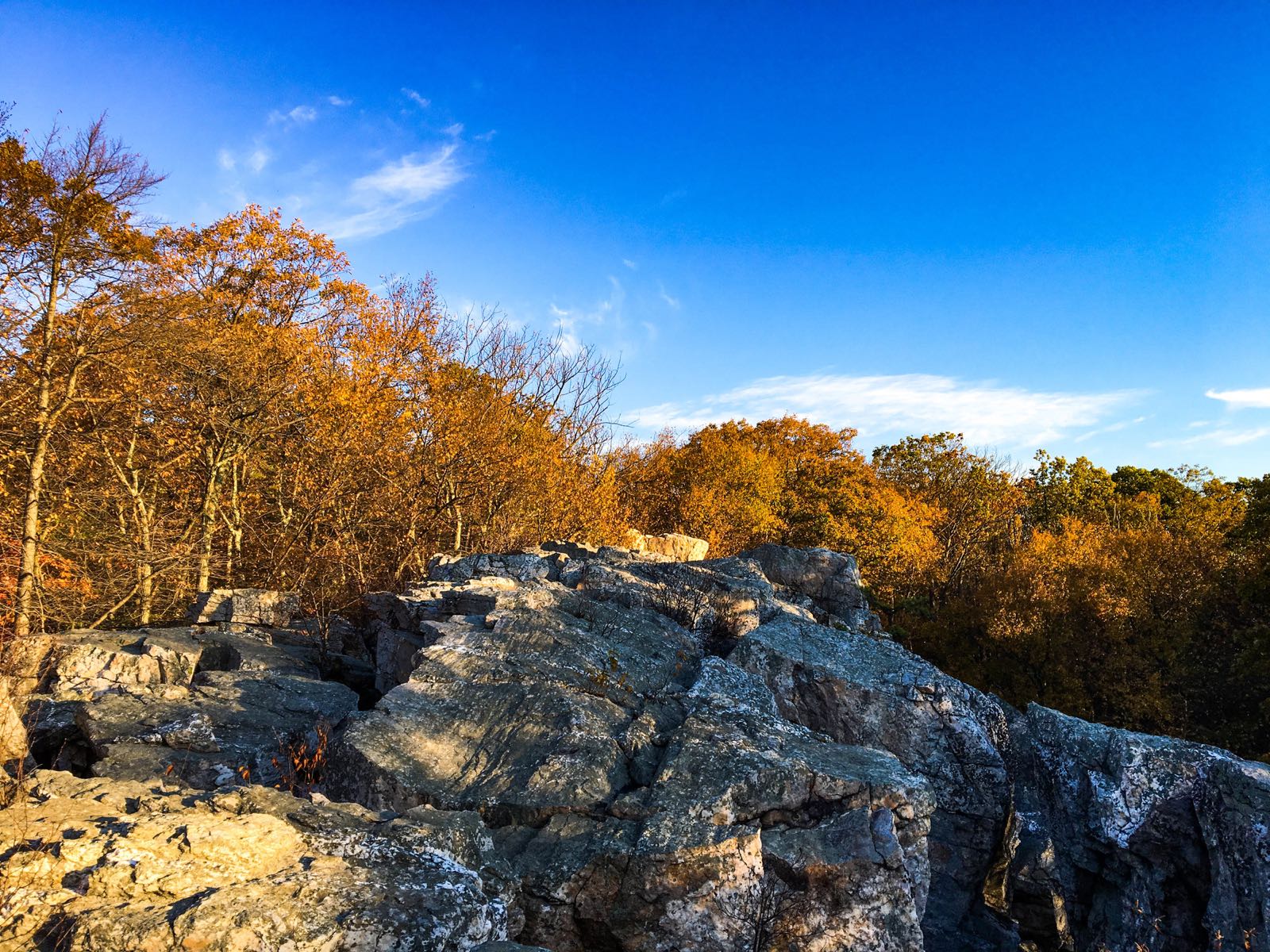 Rock outcrop near Wolf Rock on the ridge with a wall of golden-orange fall trees under a deep blue sky