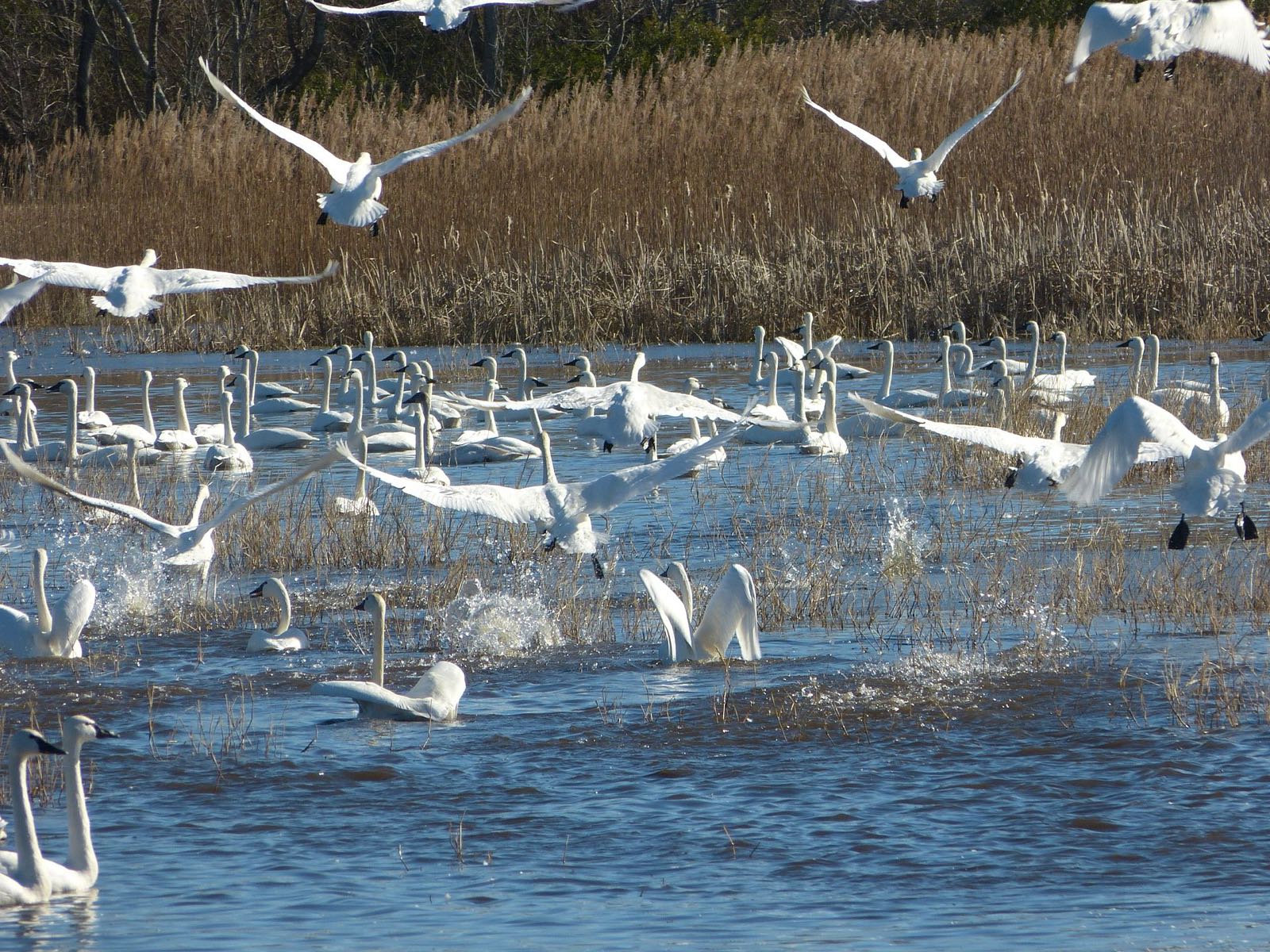 A big flock of swans on the lake, many taking off in splashes, golden reeds behind