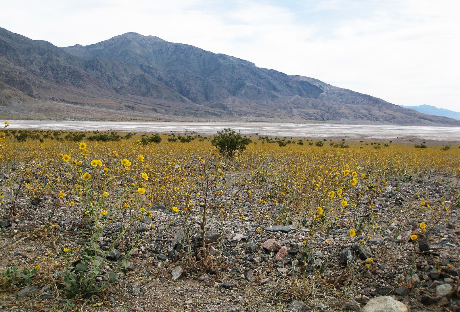 A field of desert gold sunflowers in bloom along Badwater Road, the white salt flat and the bare mountain front behind