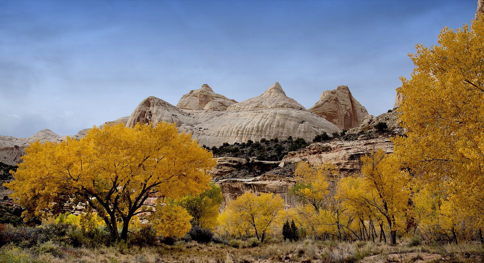 Golden cottonwoods in full fall color below white Navajo sandstone domes, blue sky