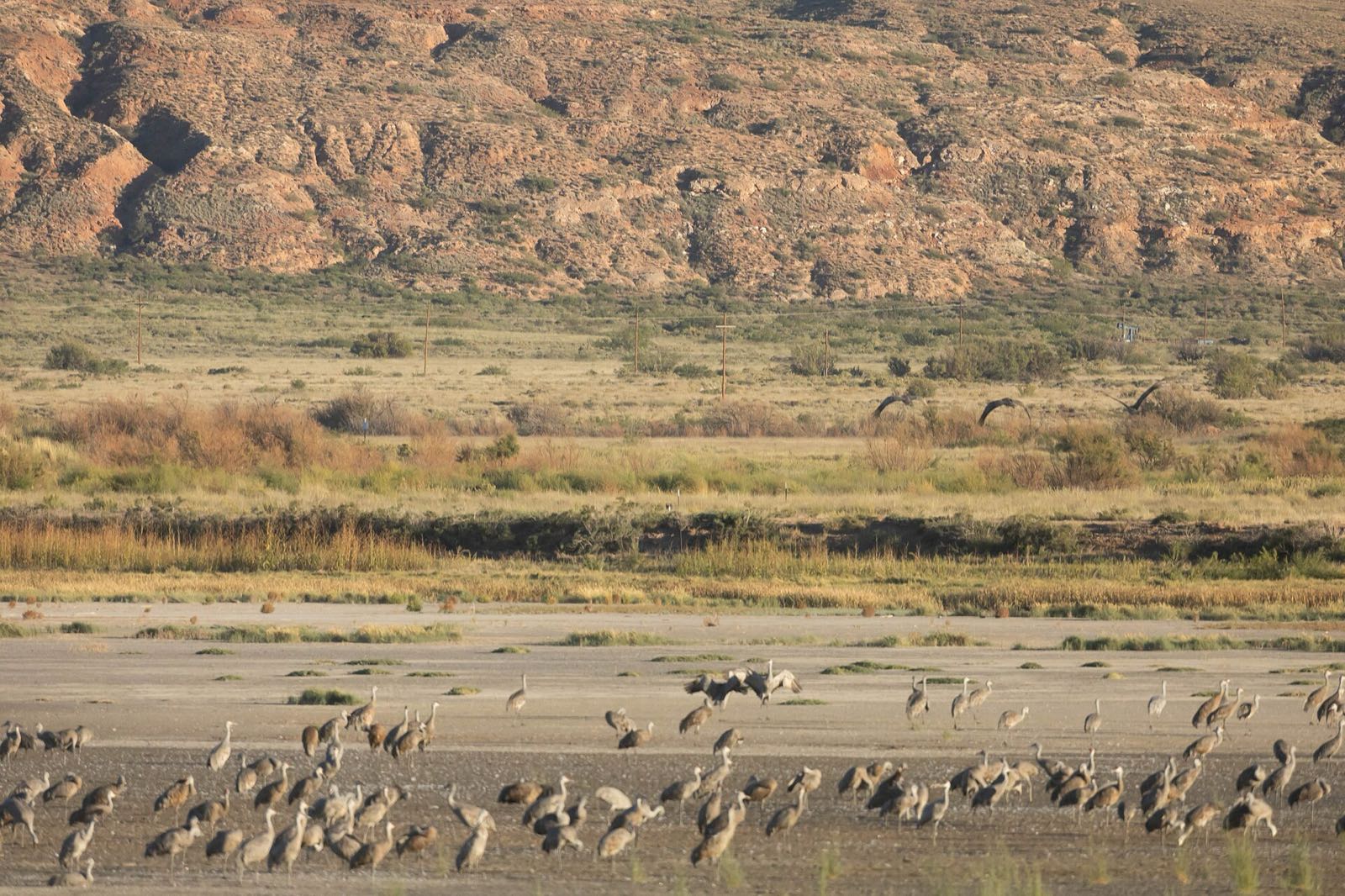 A large flock of sandhill cranes standing on a mudflat, grassland and the refuge's red bluffs behind