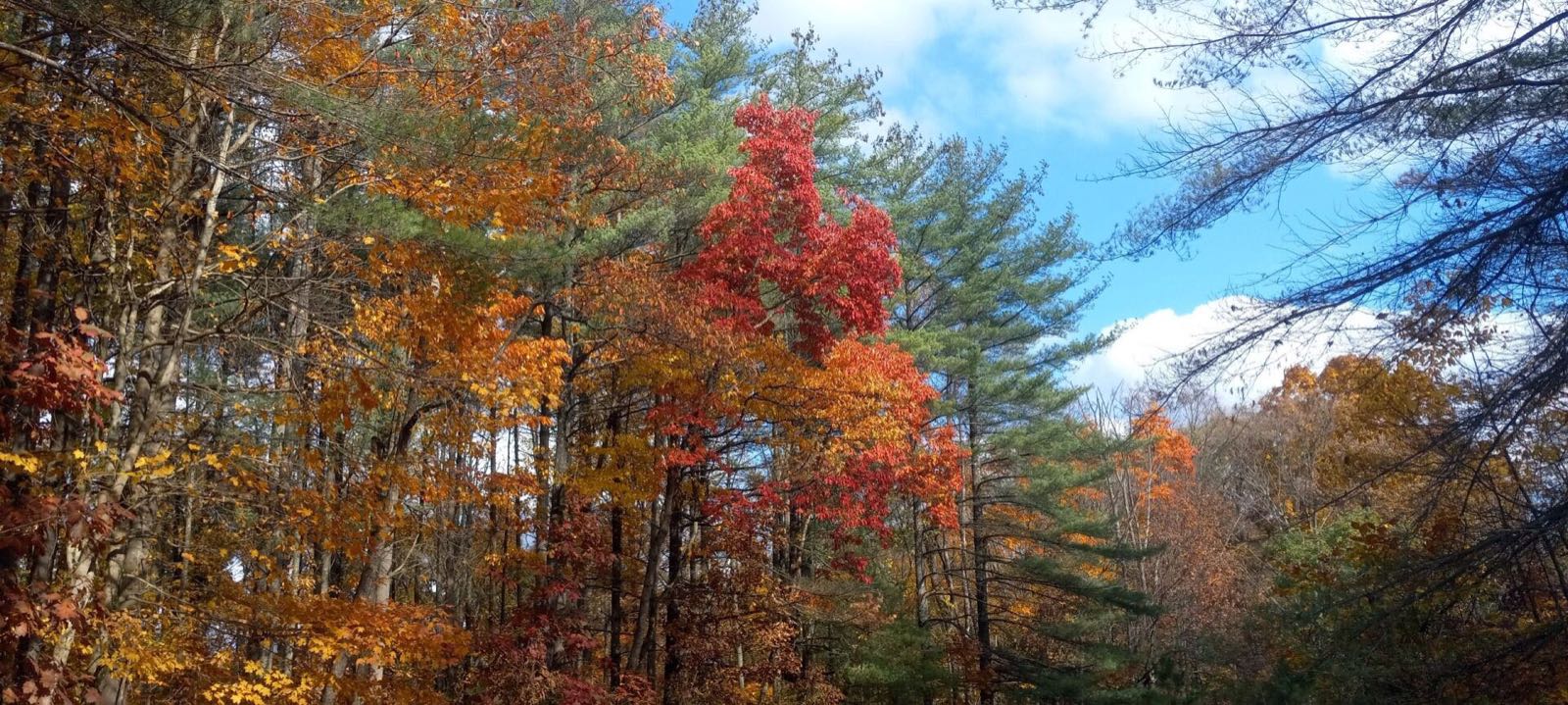 German Ridge: red, orange and gold hardwoods and a few pines under a blue sky with white clouds