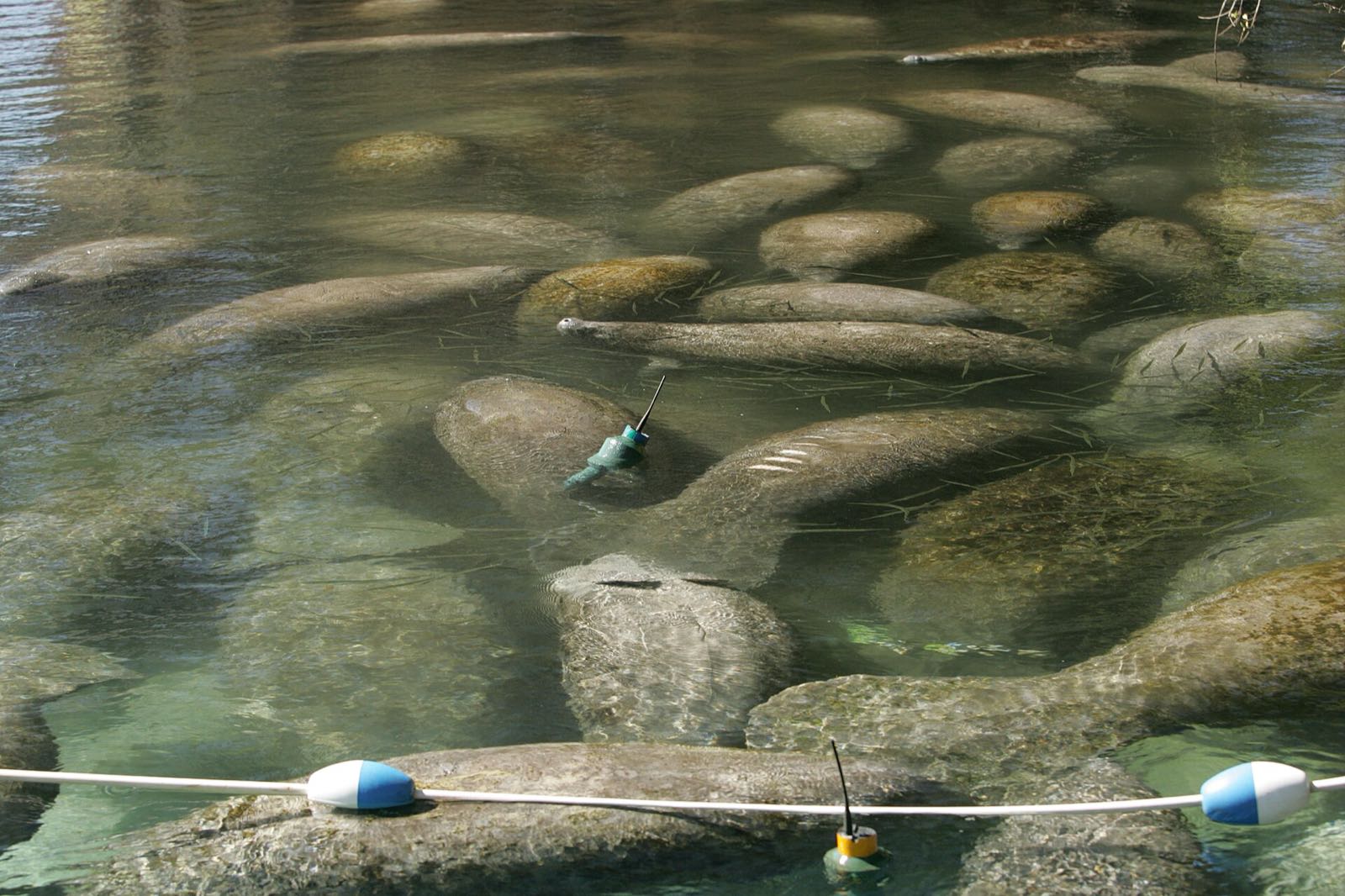 Dozens of manatees packed together in clear shallow water at Three Sisters Springs