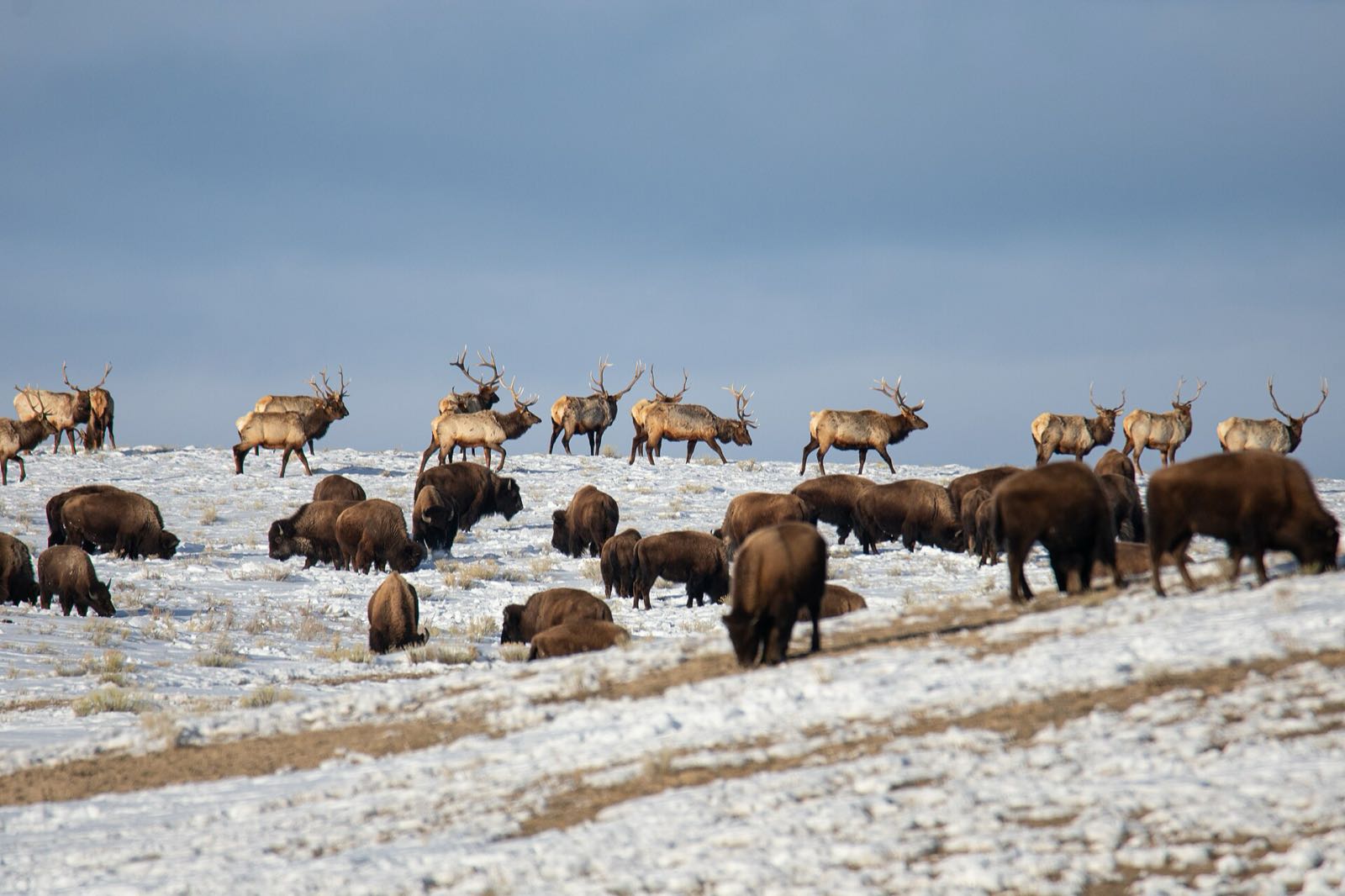 A line of bull elk with big antlers walking above a group of grazing bison on a snowy slope