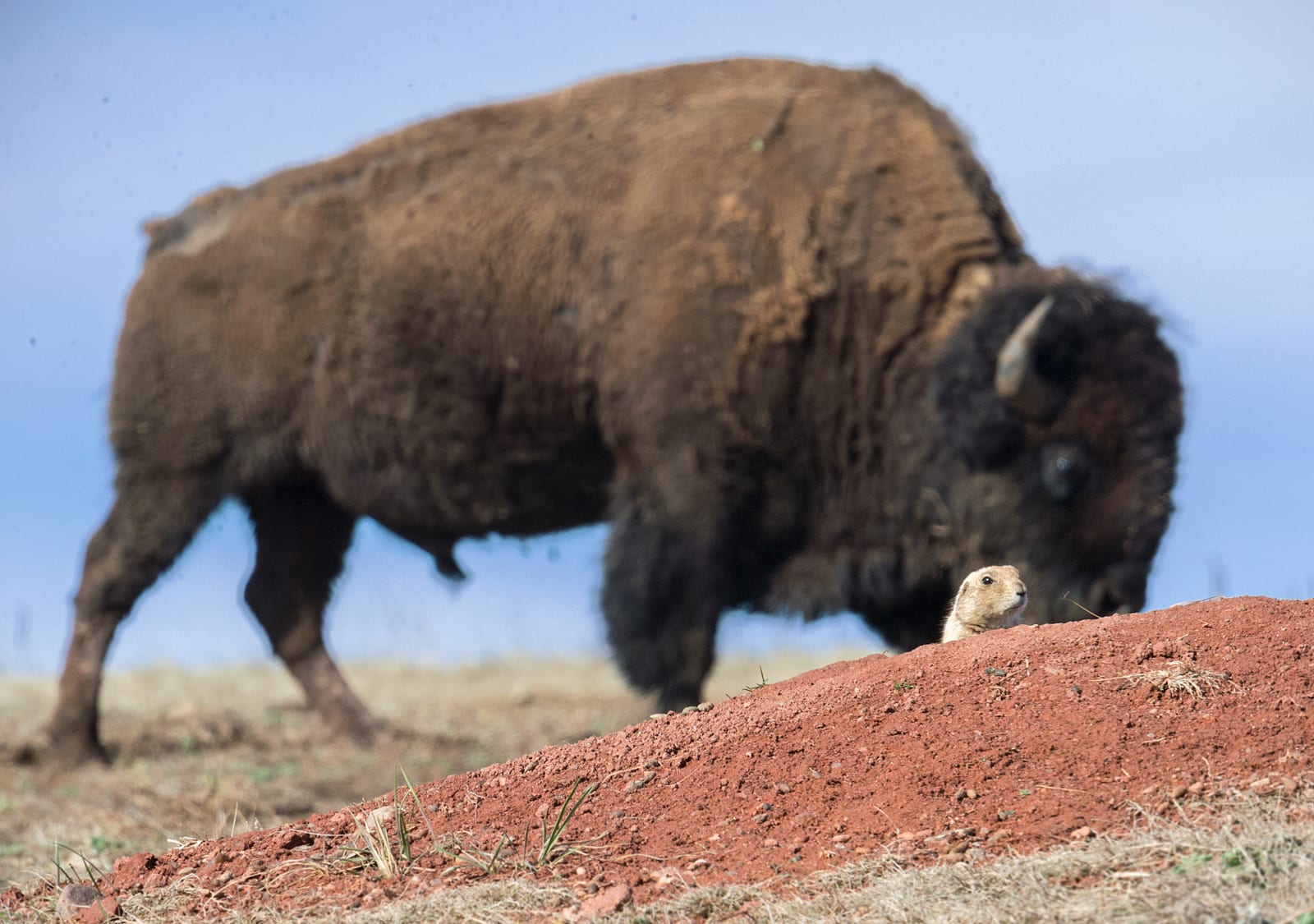 A large brown bison grazing on the prairie, with a prairie dog peeking over a red dirt mound in front