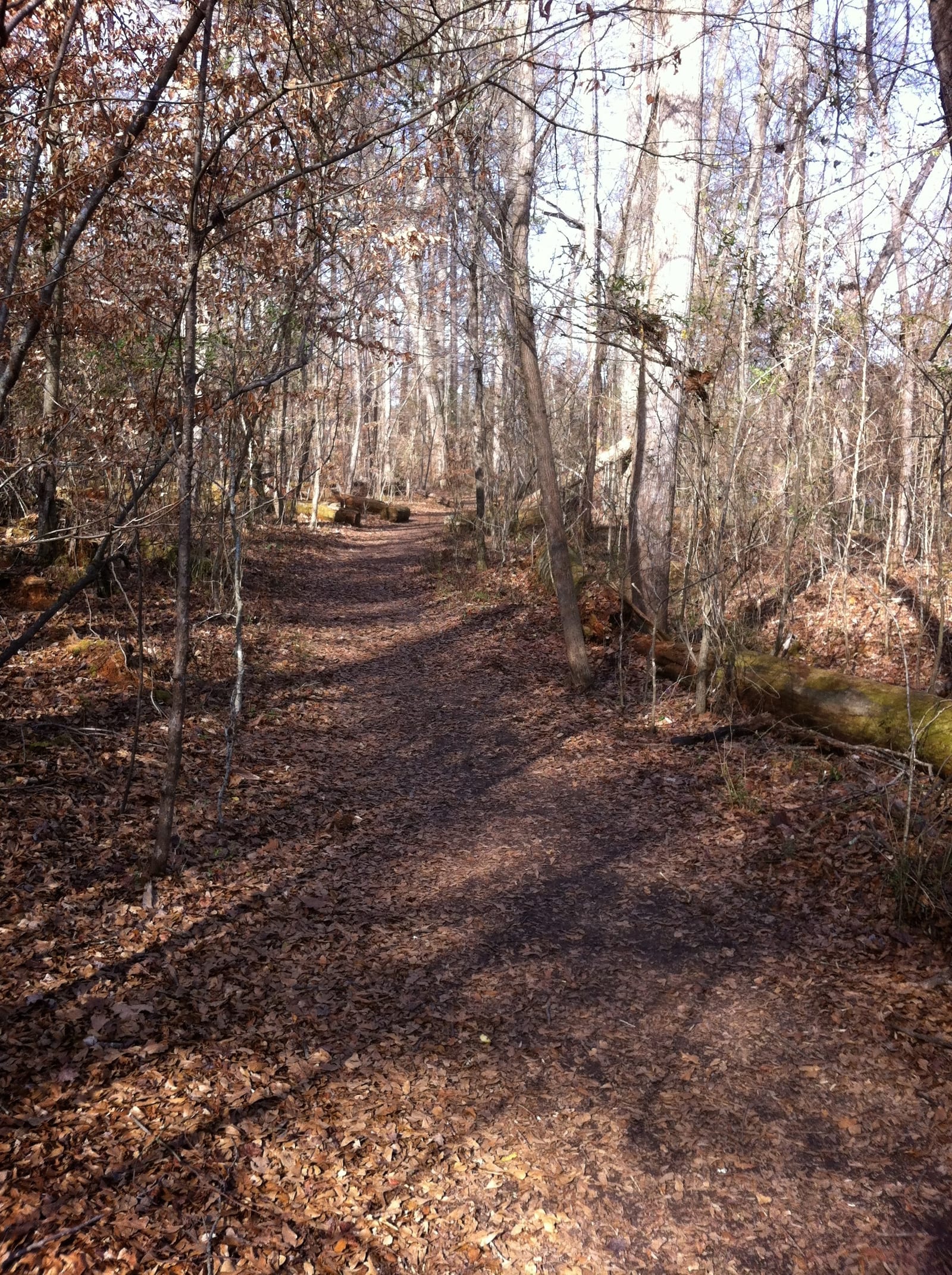 A leaf-covered path between tall bare trees on a sunny winter day
