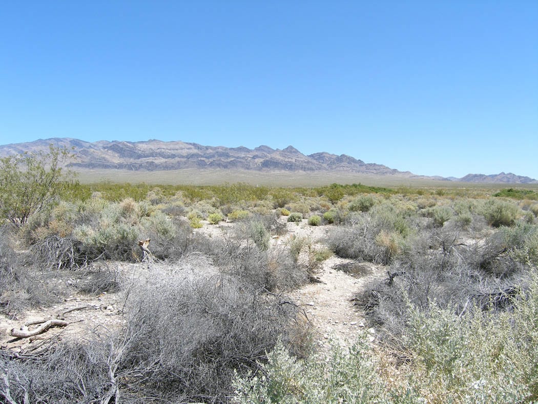 Pale gray desert shrubs and sandy ground in front of a long mountain range under a clear blue sky