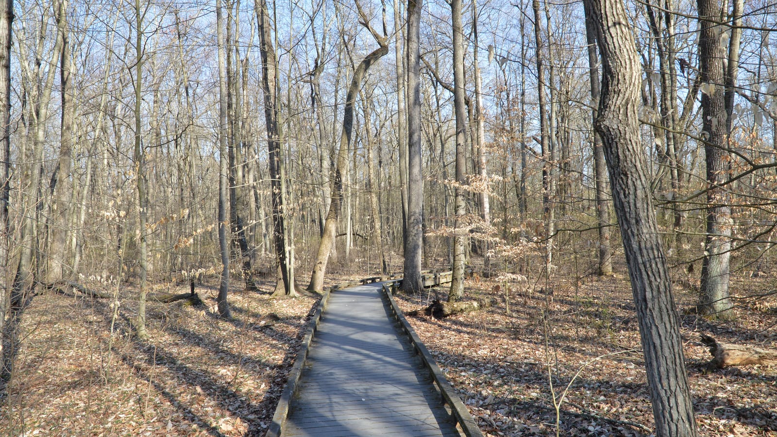 A wooden boardwalk running between bare trees on a sunny early-spring day