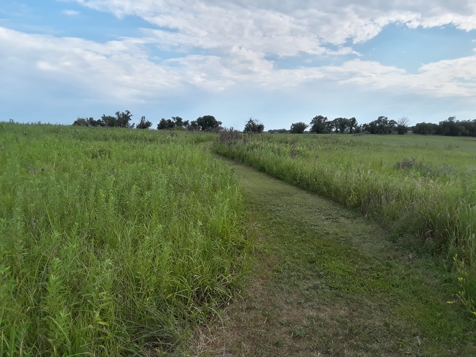 A mown grass path leading through tall green prairie toward a line of trees under a cloudy sky