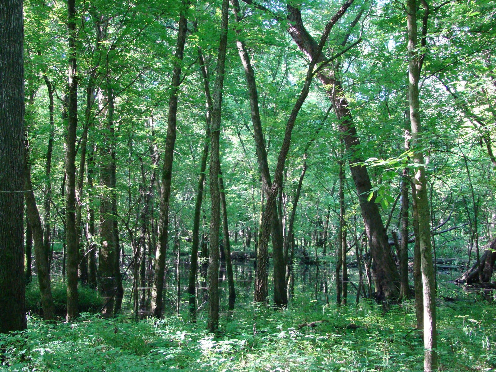 Tall green trees above a lush, leafy forest floor
