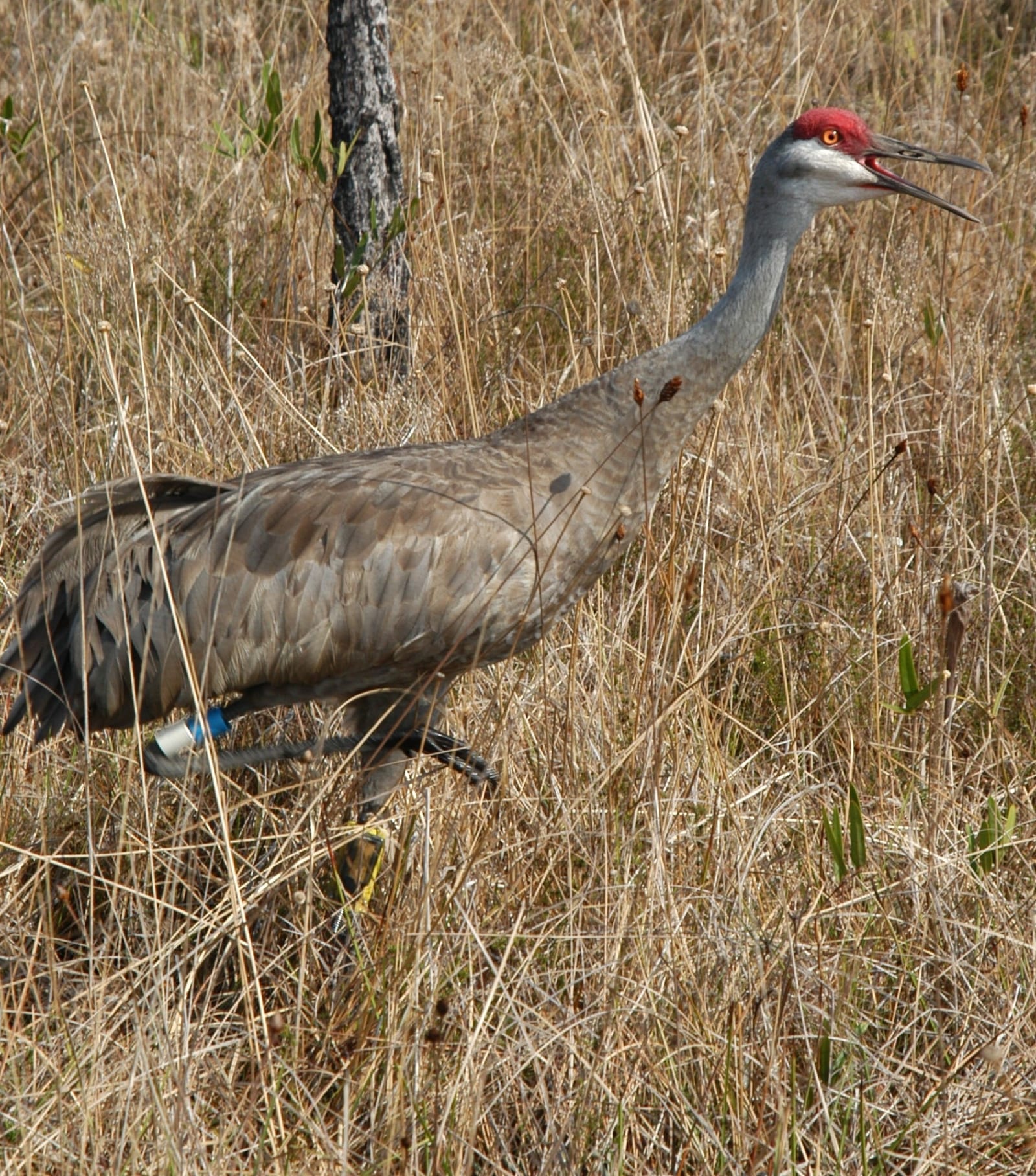 A gray sandhill crane with a red crown and a leg band walking through tall dry grass