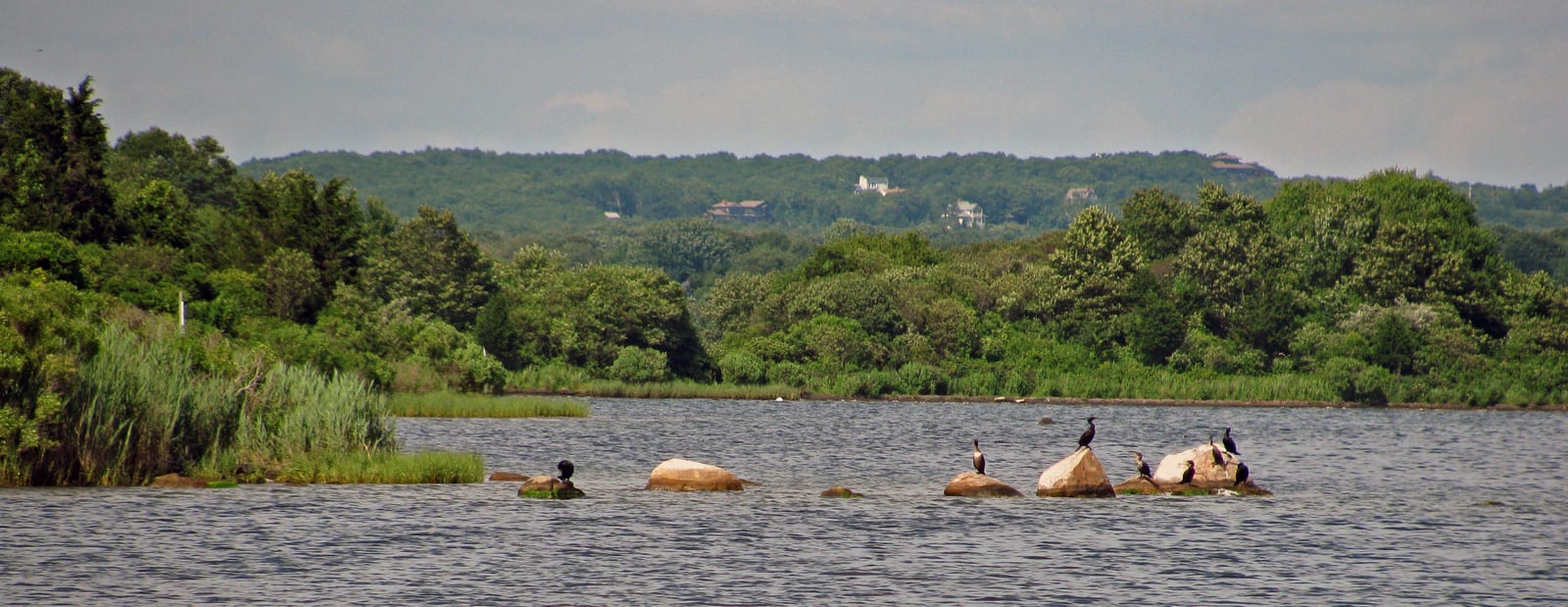 Dark cormorants standing on a line of rocks in rippled water, with green shrubs and wooded hills behind