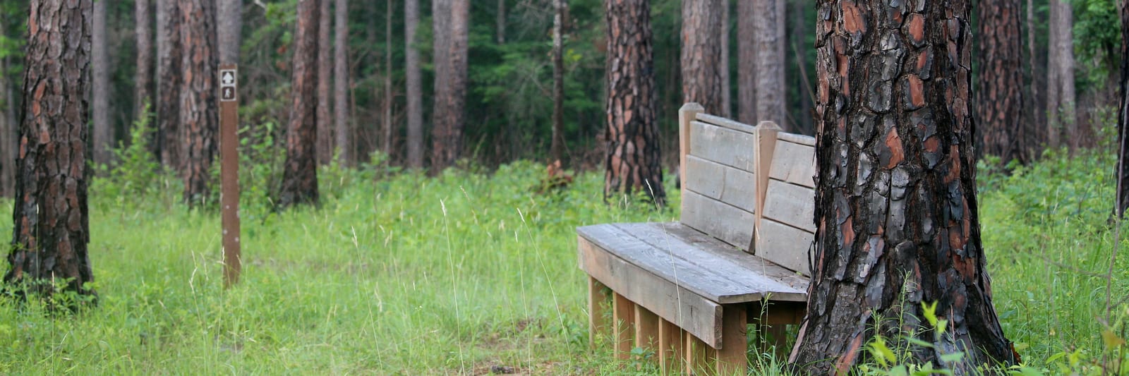 A wooden bench beside a trail marker between tall pine trunks and green undergrowth