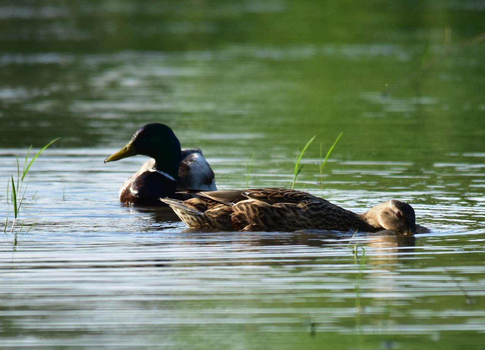 A green-headed male mallard and a brown female swimming on calm green water