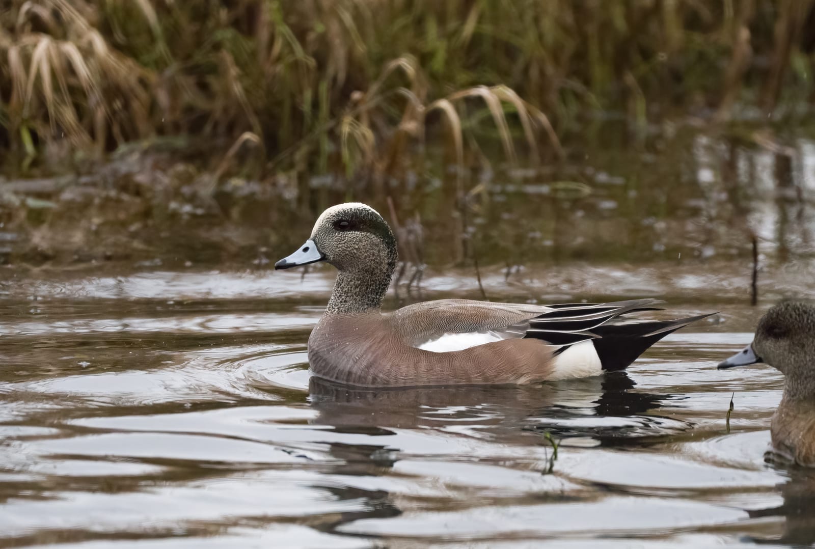 A male American wigeon duck with a pale crown and green eye stripe swimming past brown reeds