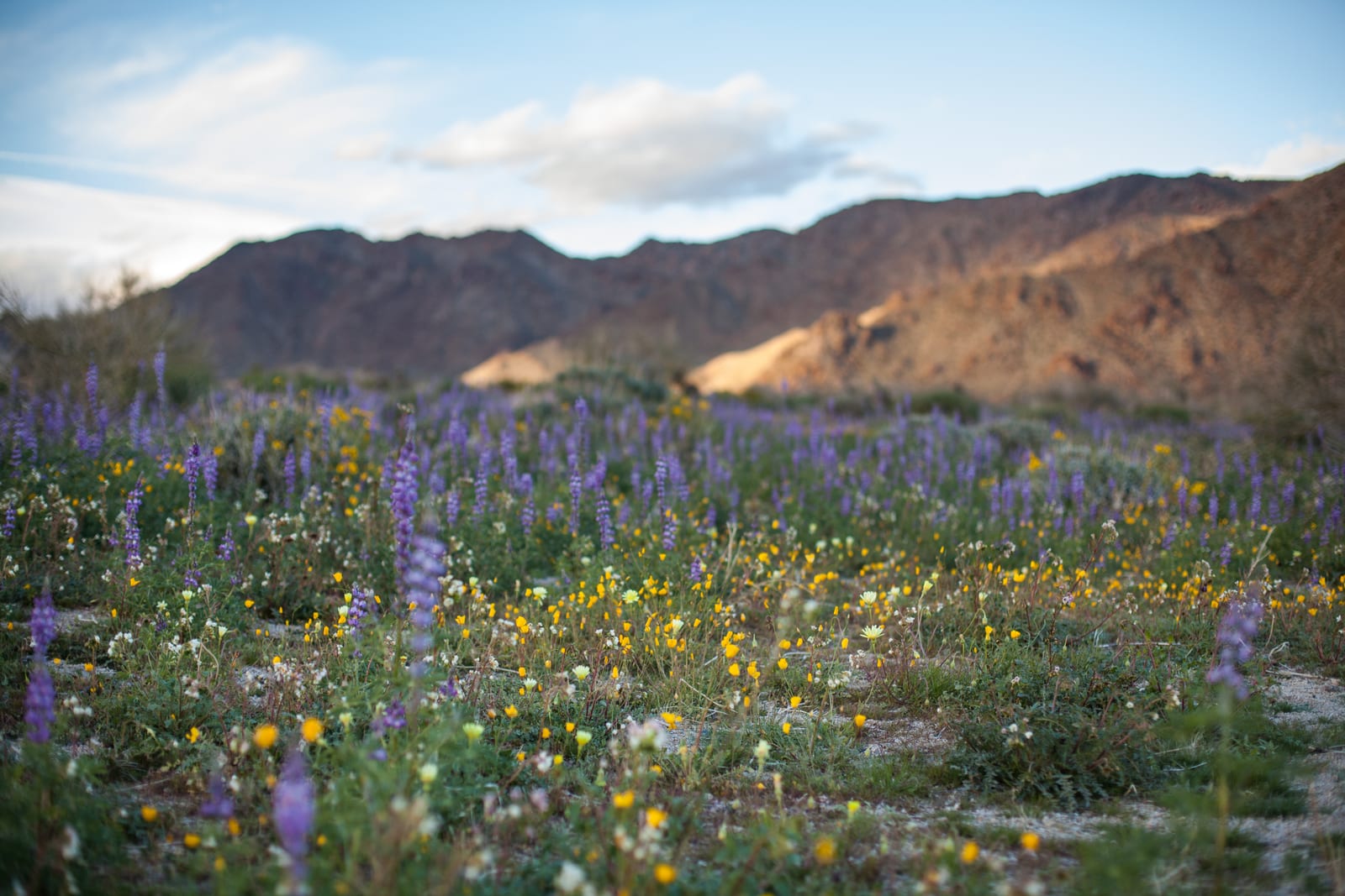 Desert ground covered in purple lupine spikes and small yellow wildflowers, below a rocky brown mountain