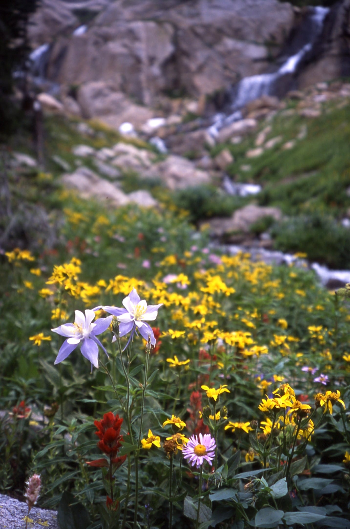 Purple and white columbines and yellow wildflowers in front of a small rocky waterfall
