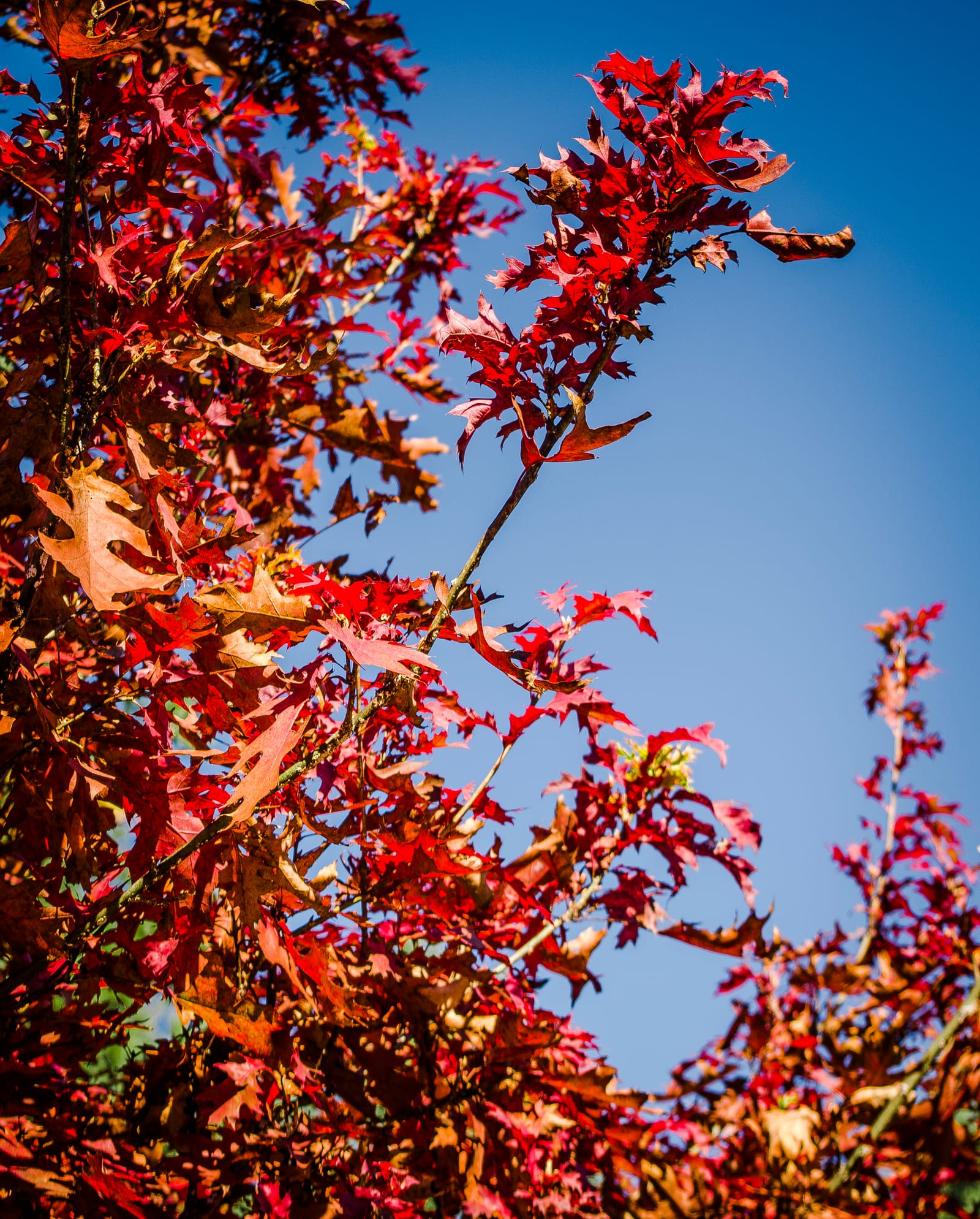 Branches of red and orange oak leaves against a deep blue sky