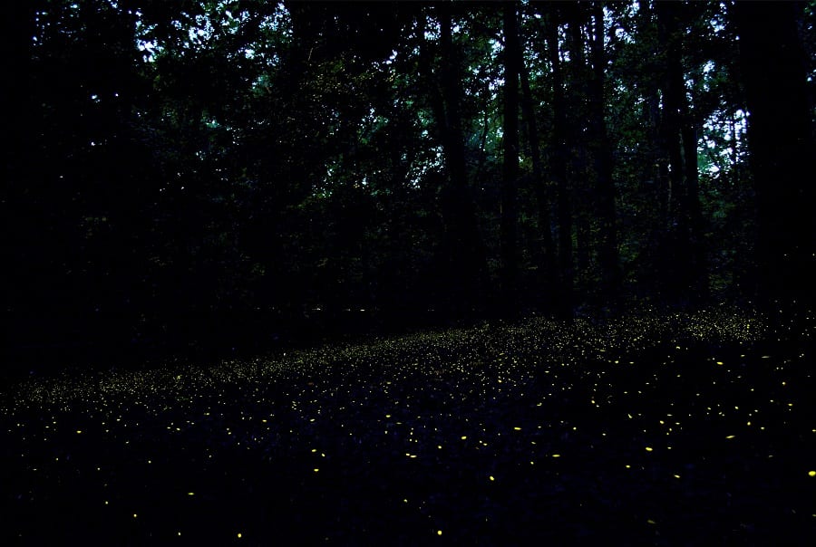 Many tiny yellow firefly lights scattered over a dark forest floor under black tree trunks