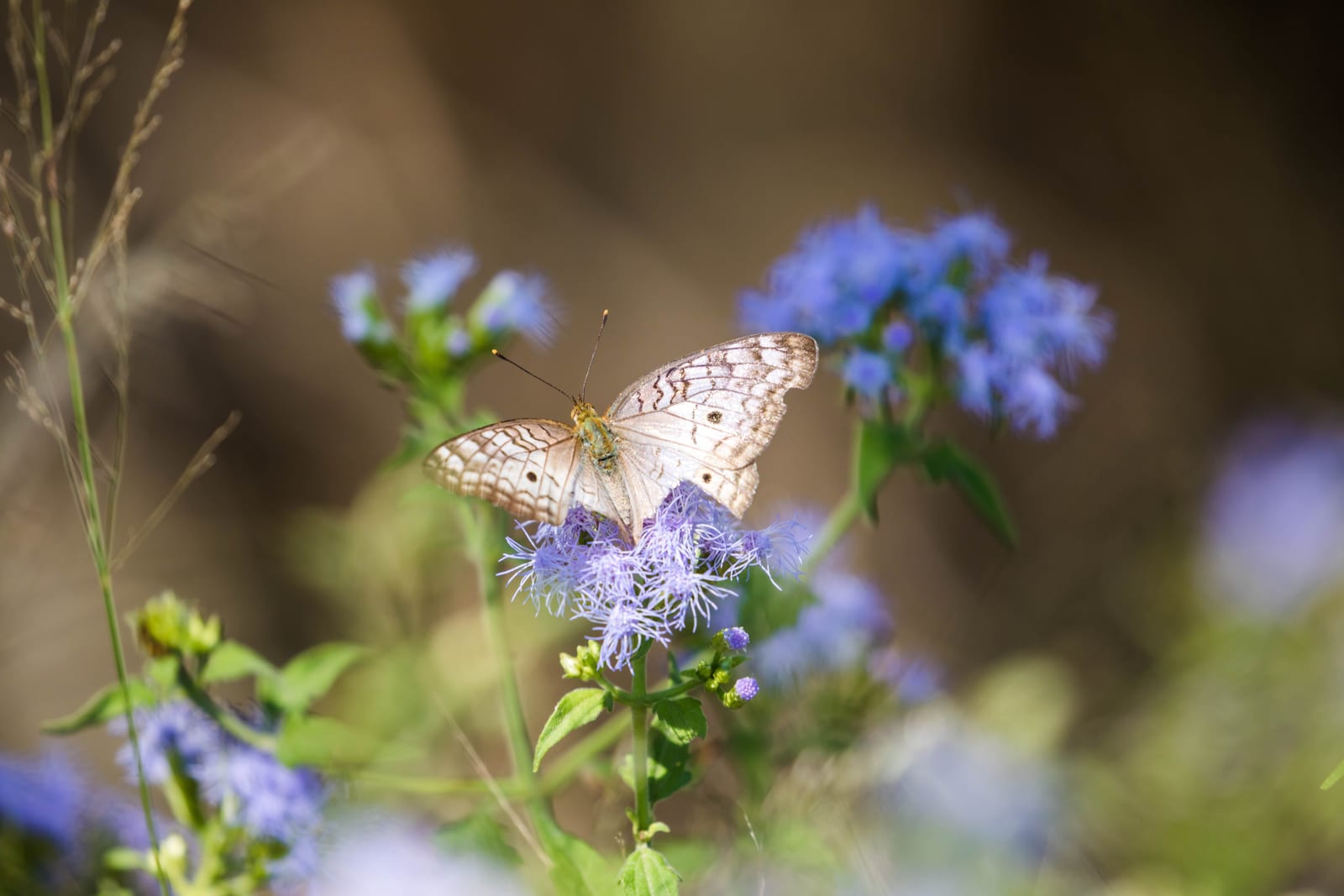 A pale white peacock butterfly with brown markings resting on a cluster of fuzzy blue-purple flowers