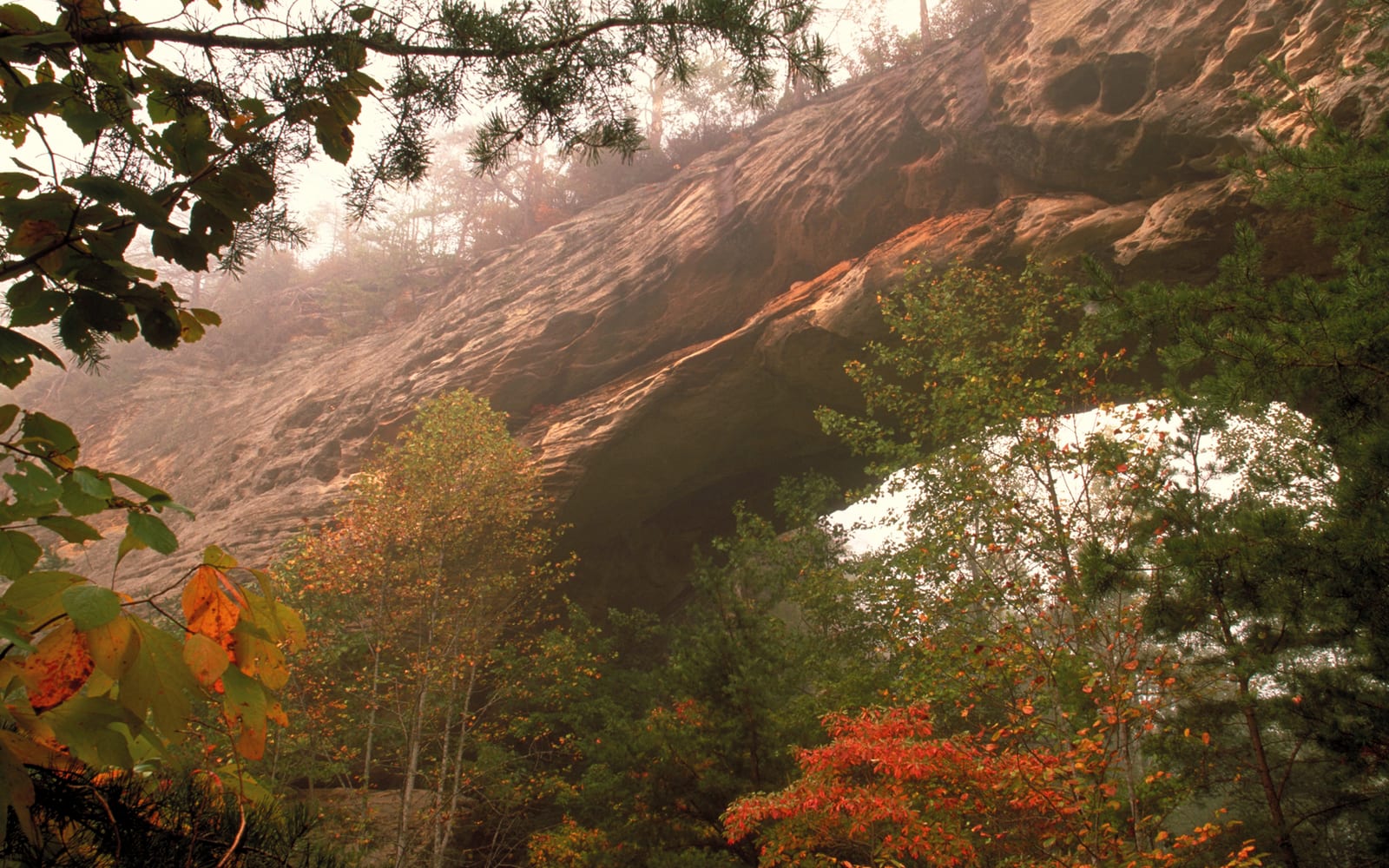 Red and orange leaves on small trees below a huge curved sandstone arch in soft light