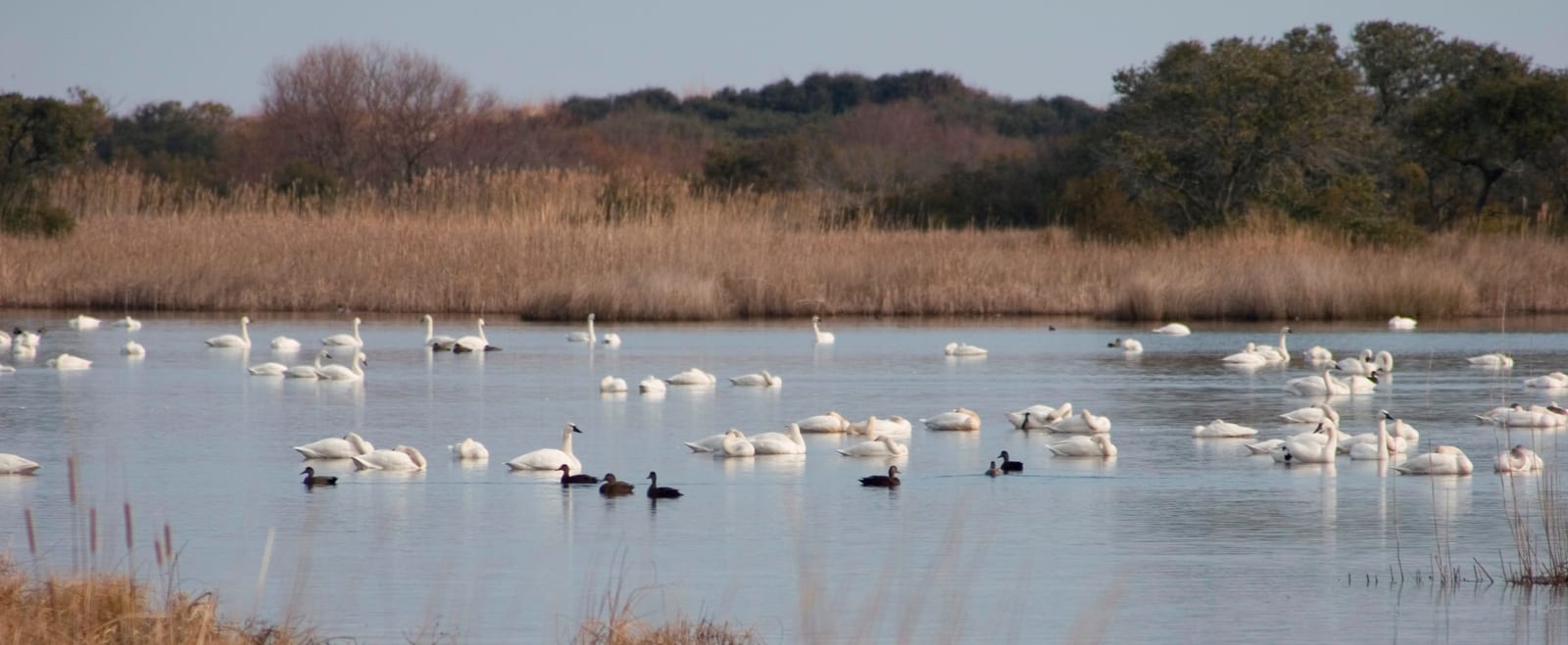 Many white swans and a few dark ducks on calm water in front of tan reeds and low trees