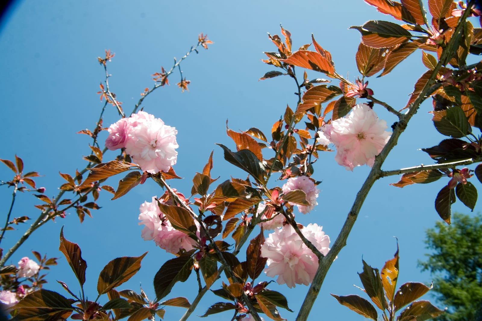 Clusters of full pink double cherry blossoms on branches with bronze-red young leaves against a blue sky