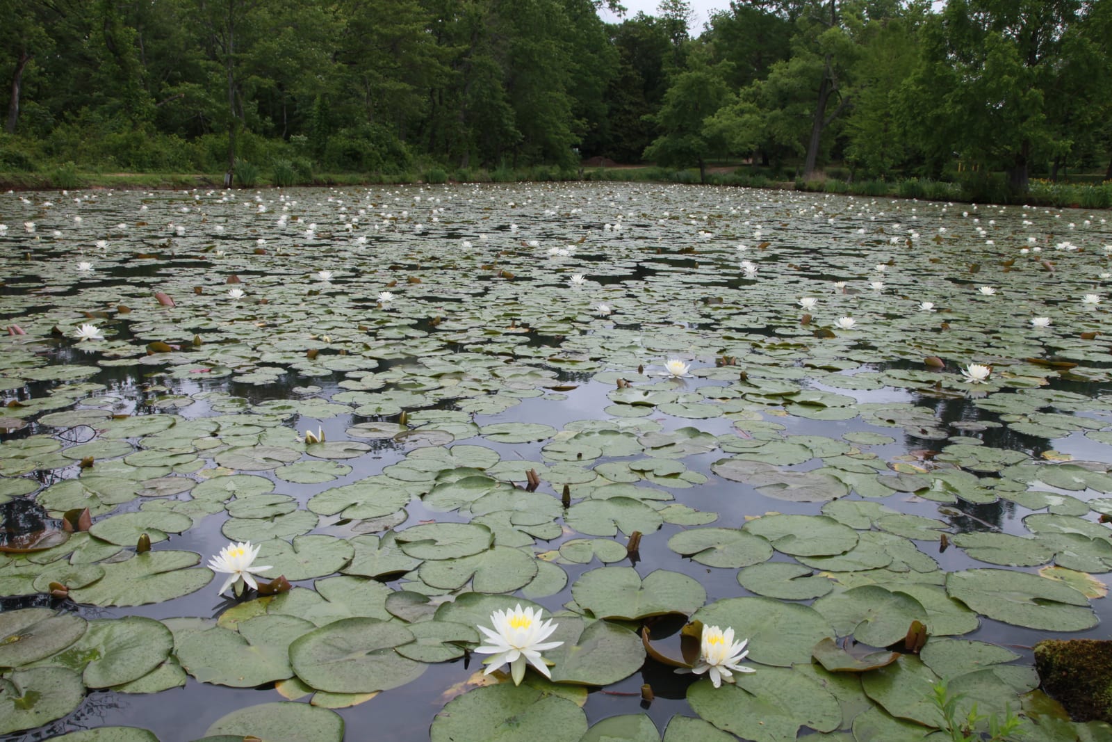 A pond covered in round green lily pads with white water lily flowers open in front, trees behind