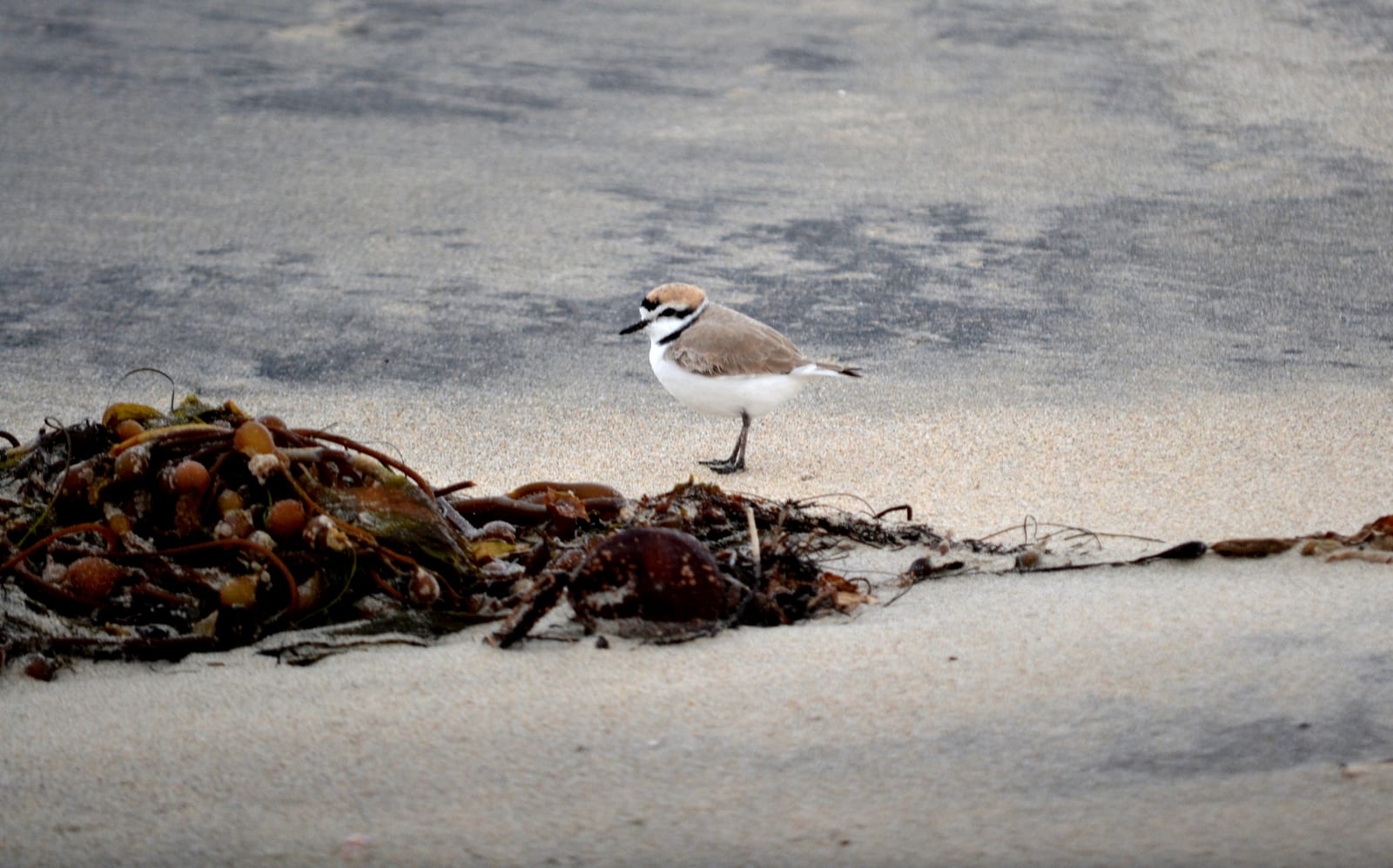 A small pale snowy plover with a dark eye patch standing beside dark kelp on light gray sand