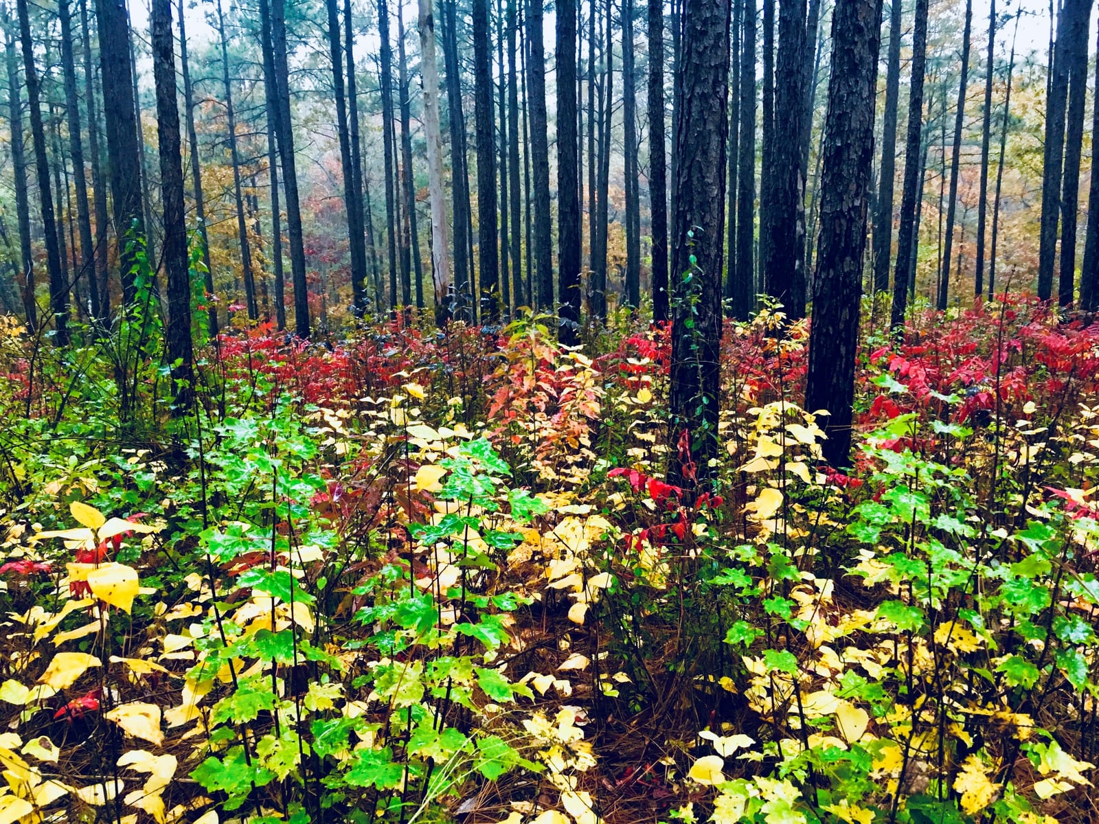 Bright red, yellow and green young leaves filling the forest floor below a stand of tall straight pine trunks