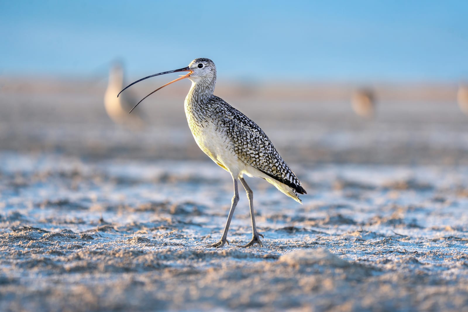 A speckled brown shorebird with a very long curved bill, beak open, standing on wet mudflat