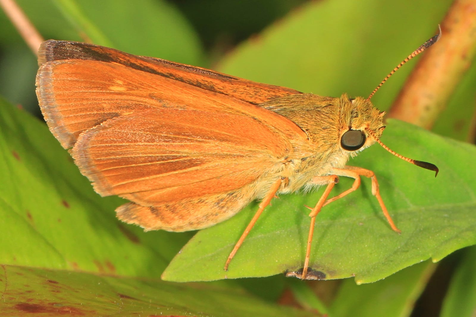 An orange skipper butterfly with long antennae resting sideways on a bright green leaf