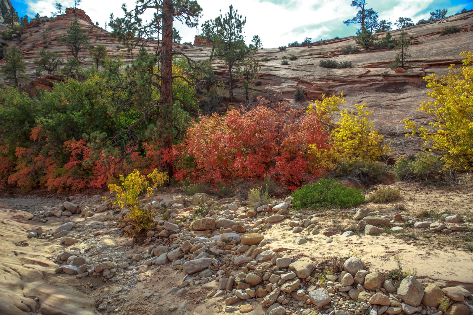Bright red and yellow shrubs and green pines below pale striped sandstone slopes, above a dry rocky wash