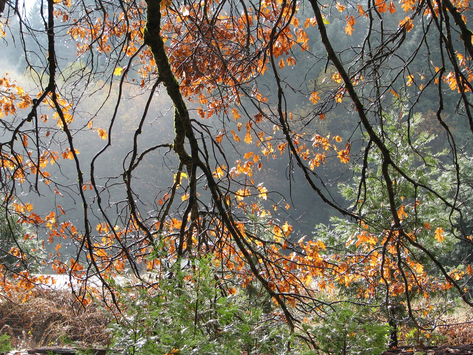 Dark branches with orange and gold leaves in front of a misty, sunlit forest