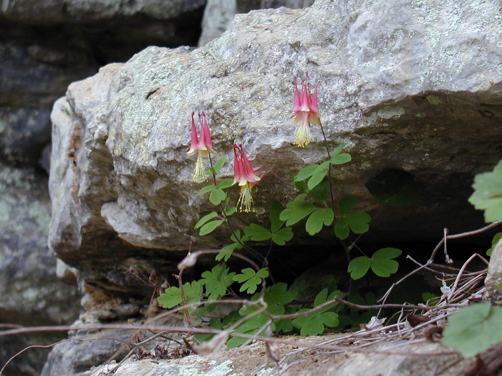 Red and yellow nodding columbine flowers growing from a crack below a large gray rock