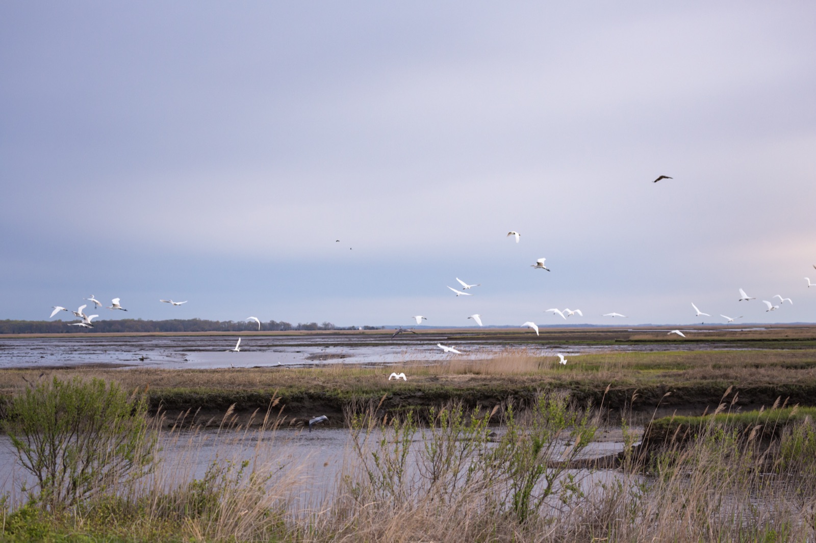 A flock of birds taking off over the refuge