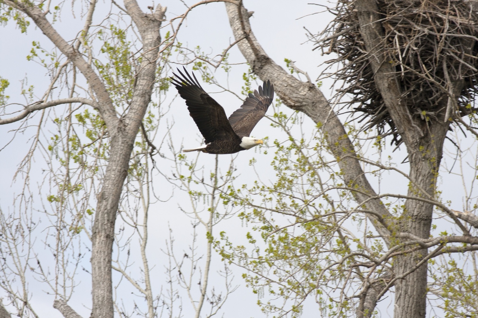 A bald eagle flying near its nest