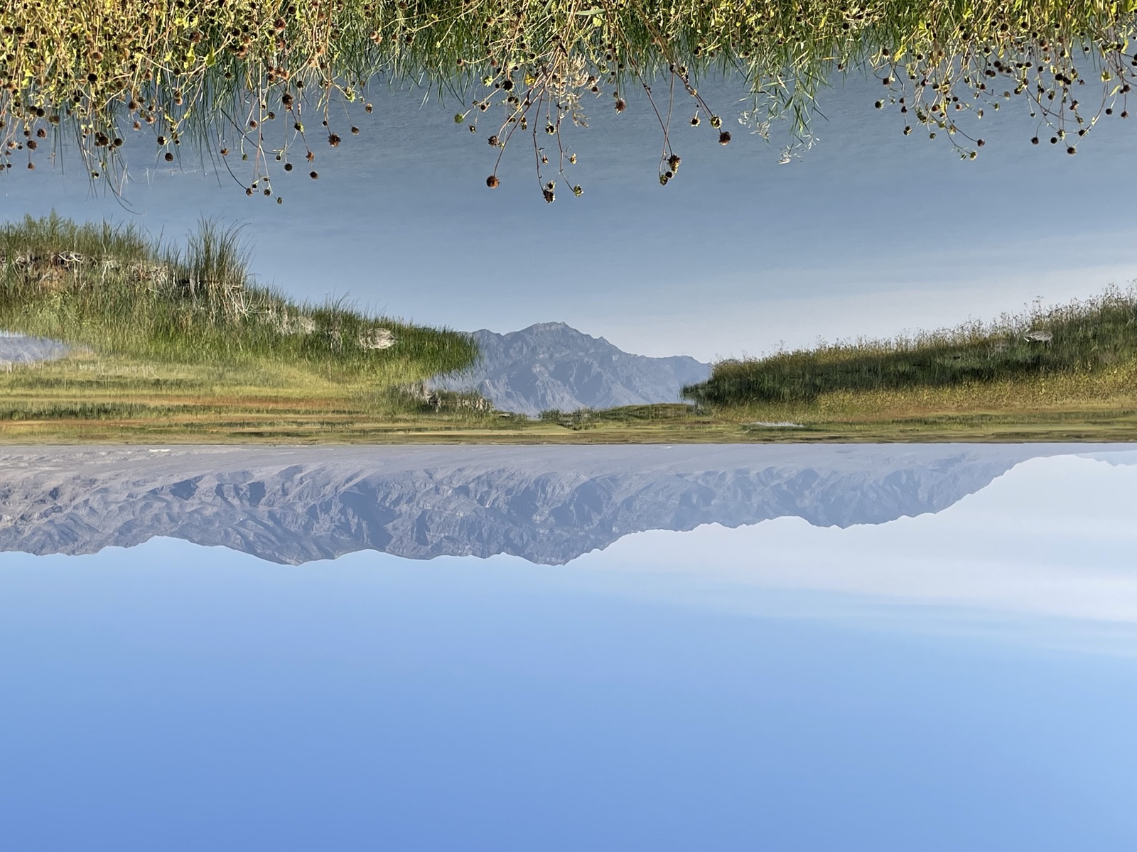 Spring-fed desert wetlands with mountains behind them at Fish Springs National Wildlife Refuge