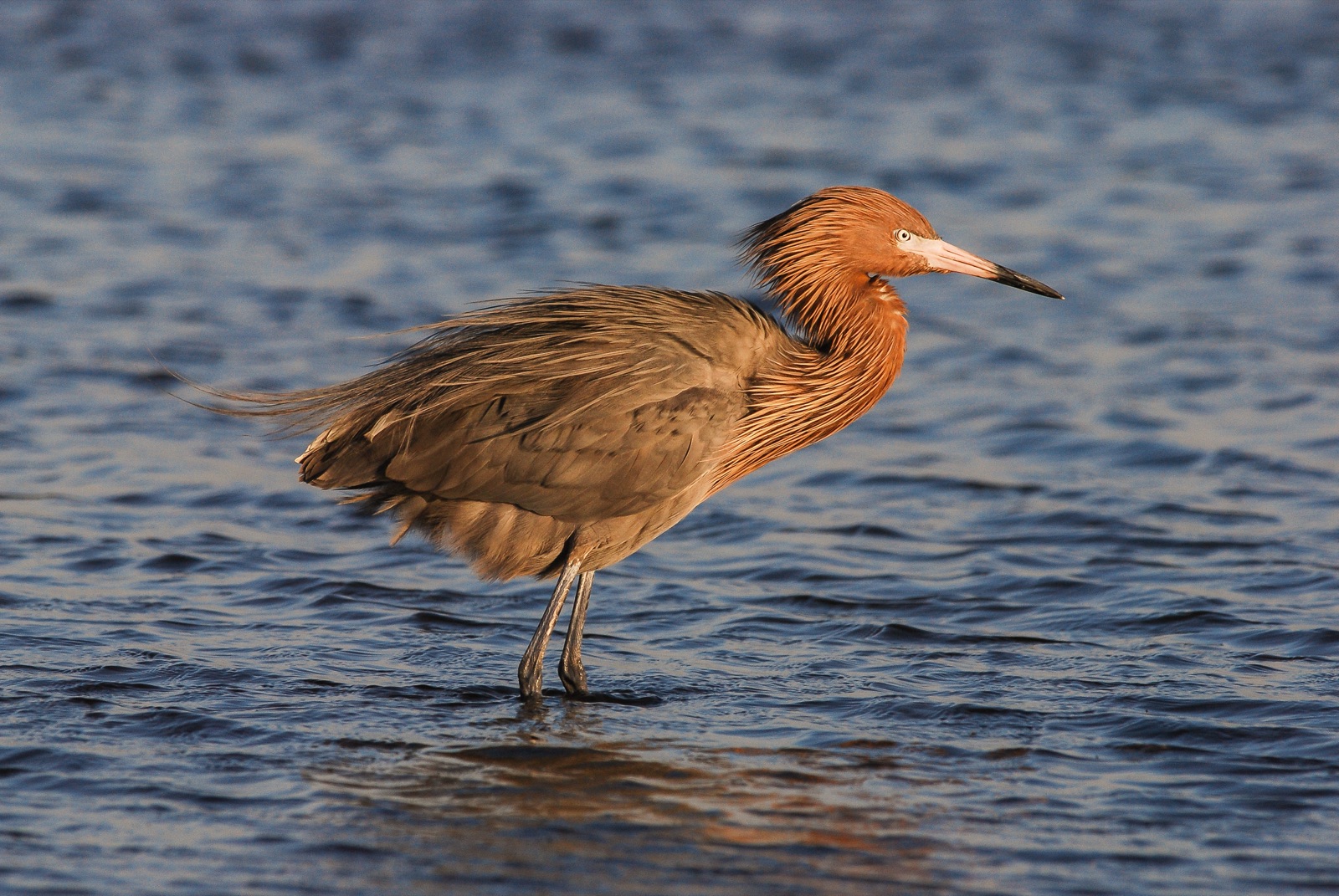 A reddish egret at Merritt Island National Wildlife Refuge