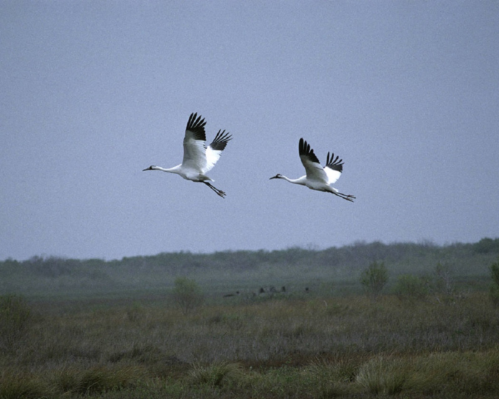 Whooping cranes at Aransas National Wildlife Refuge