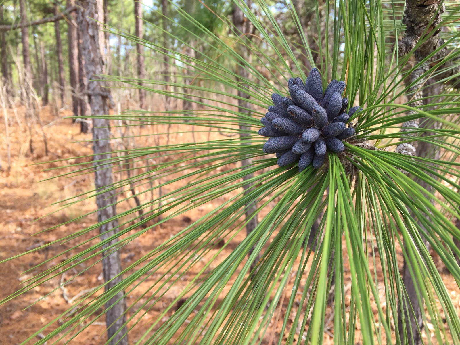Longleaf pines in the refuge's longleaf pine forest