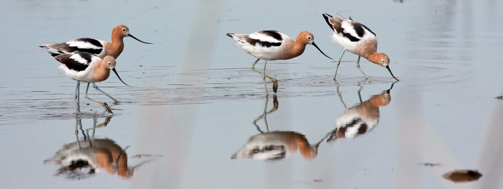 American avocets at Prime Hook National Wildlife Refuge
