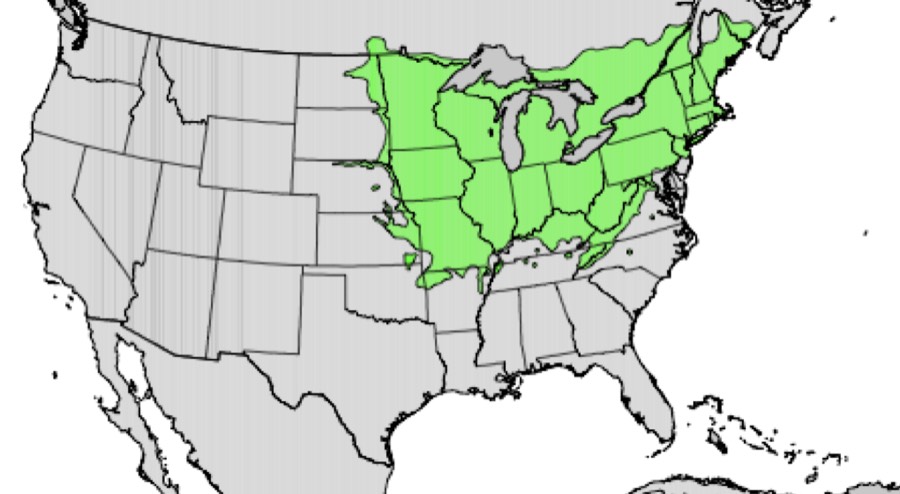 Range of American basswood (green)