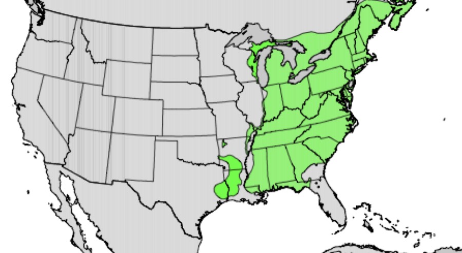 Range of American beech (green)